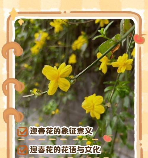 生花的寓意和象征是什么？它们各自代表了什么意义？