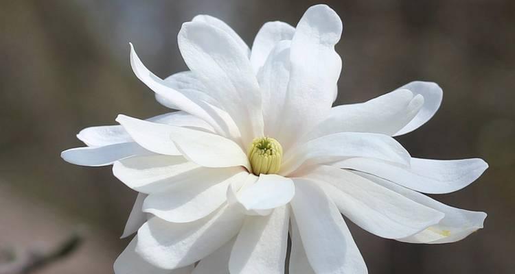 哪种花象征死亡？了解花卉与哀悼的联系。