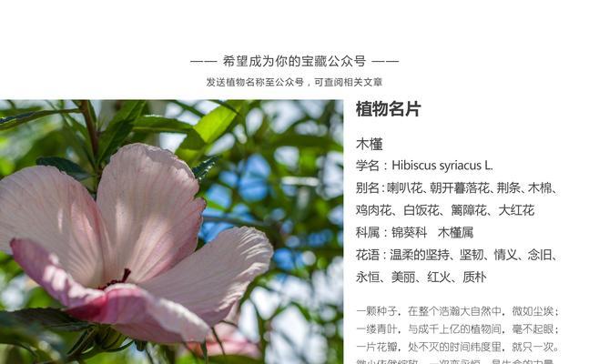 黄色花在财神文化中象征着什么？它们通常代表了什么？