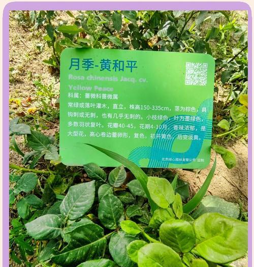 盐之花象征着什么？盐之花的生长环境有哪些？