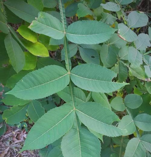 盐之花象征着什么？盐之花的生长环境有哪些？