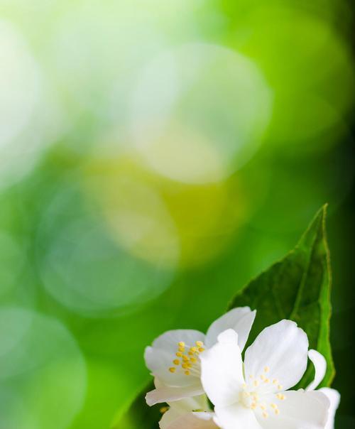 三十岁象征的花有哪些？它们各自代表什么意义？