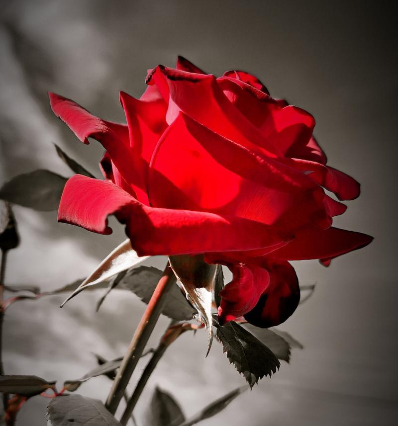 花的历史含义是什么？花自古以来的含义是什么？
