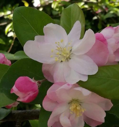 花的历史含义是什么？花自古以来的含义是什么？
