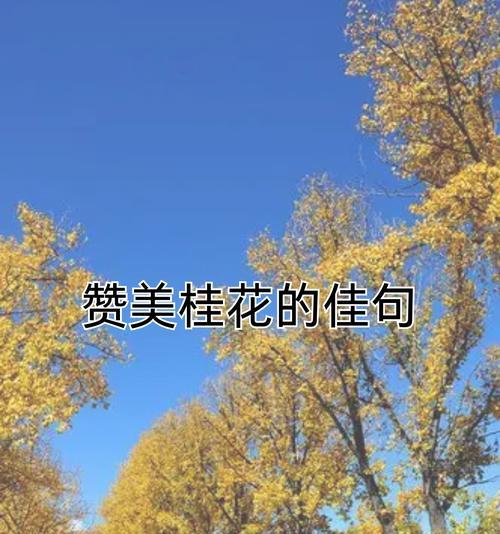 桂花树的花语含义和象征情感是什么？