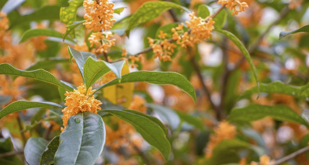 桂花树的花语含义和象征情感是什么？