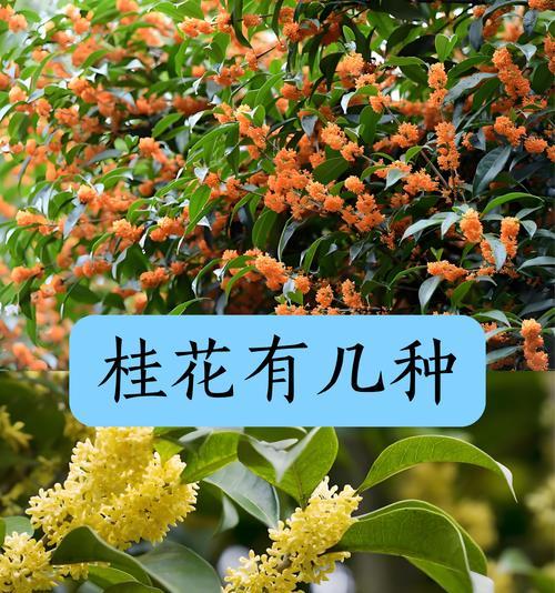 桂花树的花语含义和象征情感是什么？