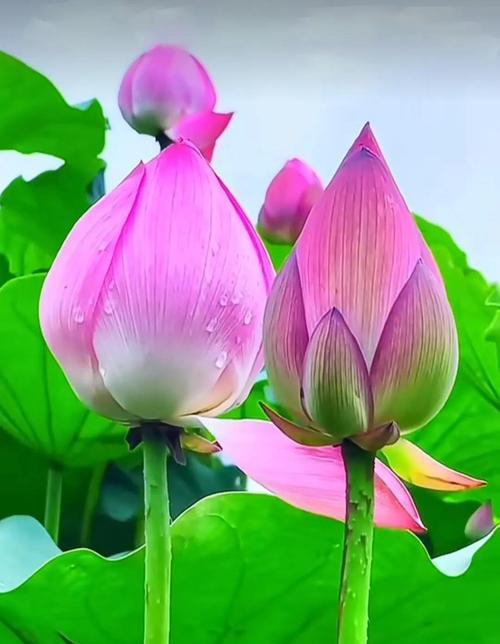富贵象征的花卉有哪些？它们的寓意是什么？
