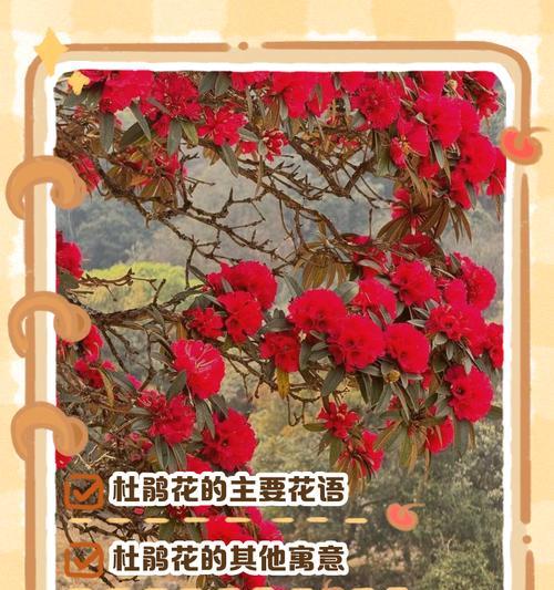 花的花语含义是什么？花语通常代表什么含义？