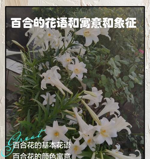 花的花语含义是什么？花语通常代表什么含义？