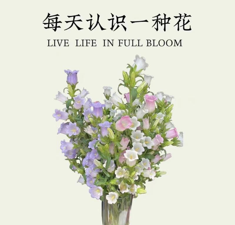 哪种花代表专一的爱？象征专一爱的花是什么？