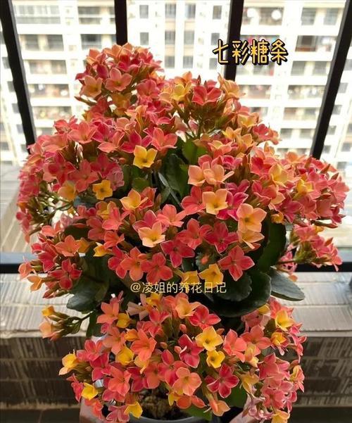 哪种花代表专一的爱？象征专一爱的花是什么？