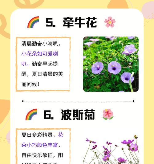 太阳花花语有何含义？代表了哪些寓意？