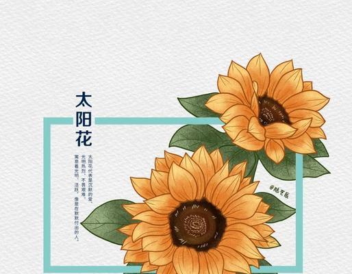 太阳花花语有何含义？代表了哪些寓意？