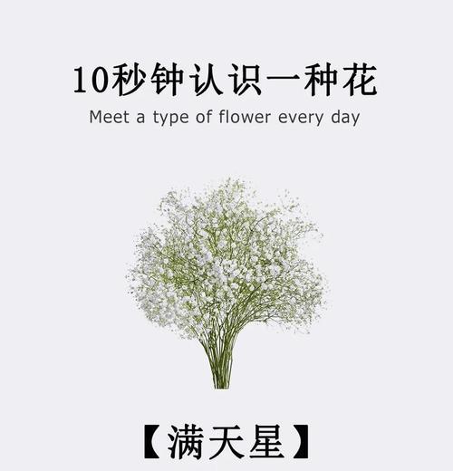 漫天星的寓意是什么？漫天星的神秘花语有哪些？