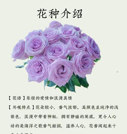 哪种花象征浪漫？浪漫之花的含义是什么？