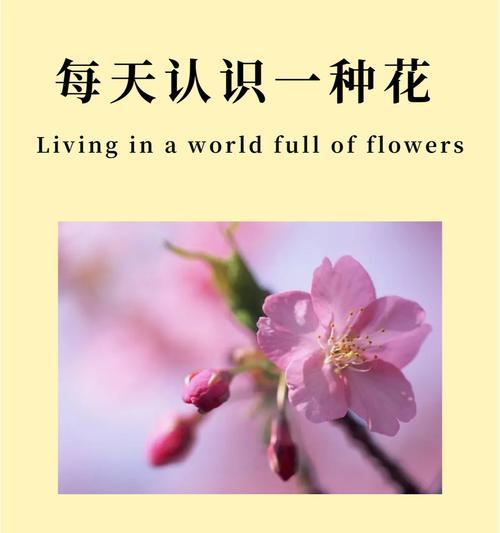 哪种花象征浪漫？浪漫之花的含义是什么？