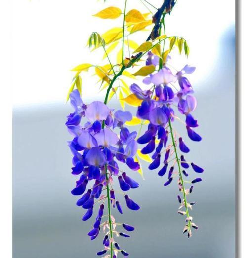 哪种花寓意执着的爱？如何用花表达不渝的爱情？