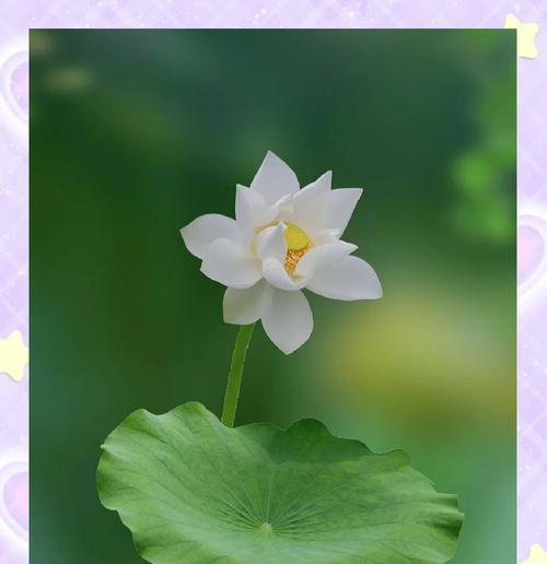 莲花香的寓意和象征是什么？