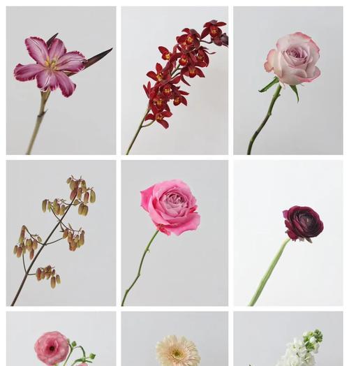 哪些常见花材寓意特别？