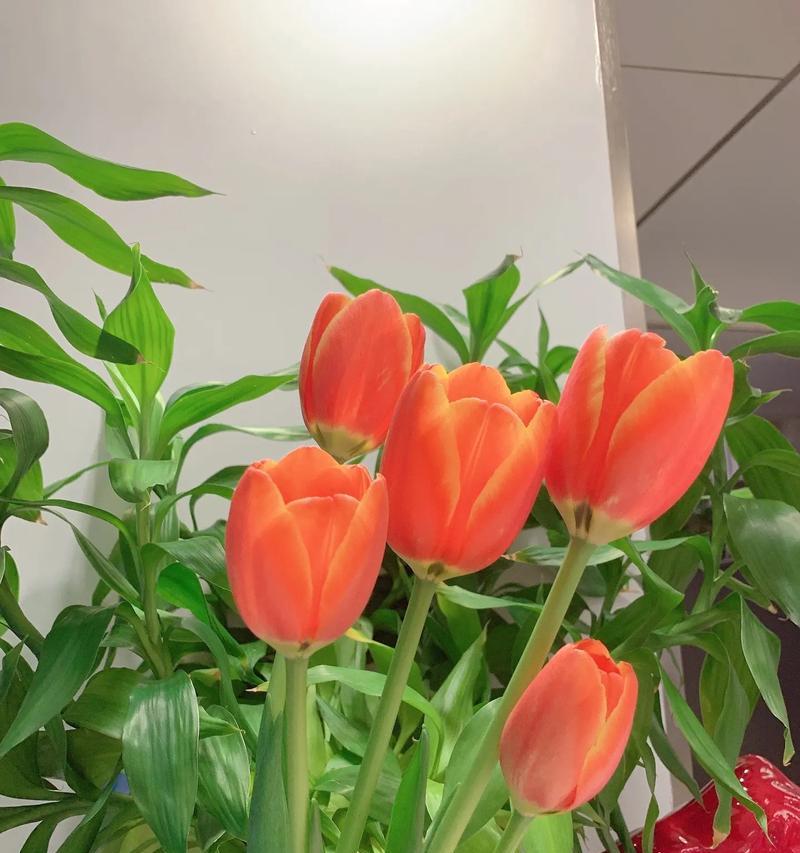 表示寓意财运的花有哪些？哪些花卉象征财富和好运？