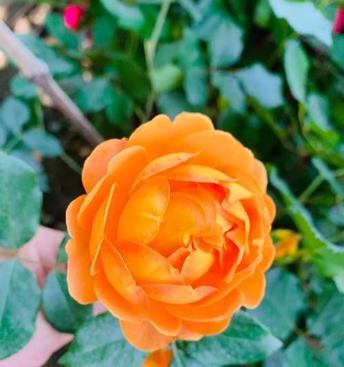 月季花语的多样解释是什么？它代表的爱与美如何理解？