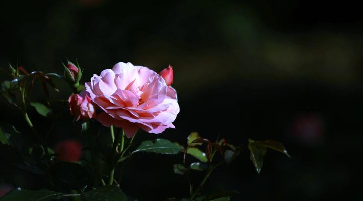 月季花语的多样解释是什么？它代表的爱与美如何理解？