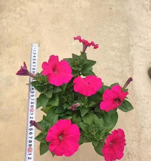 矮牵牛花的花语是什么？矮牵牛花寓意着什么？