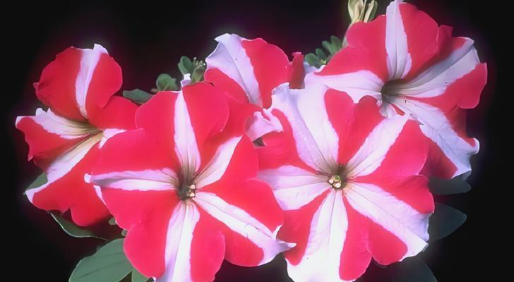 矮牵牛花的花语是什么？矮牵牛花寓意着什么？