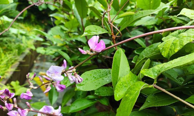 绿色的大花象征着什么？花语中隐藏的含义是什么？