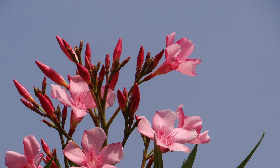 粉色花语代表什么？