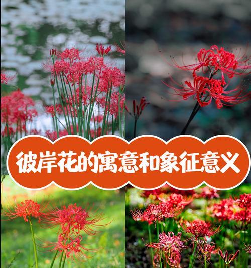 放弃和告别象征的花卉有哪些？它们的花语是什么？