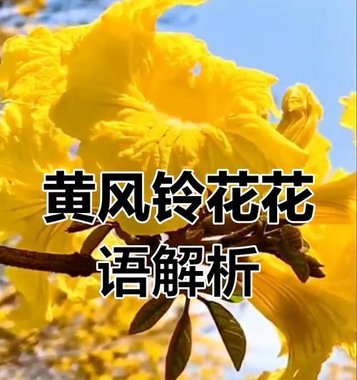 放弃和告别象征的花卉有哪些？它们的花语是什么？