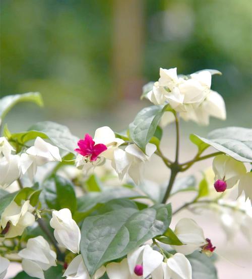 龙吐珠花象征意义是什么？寓意全解析！