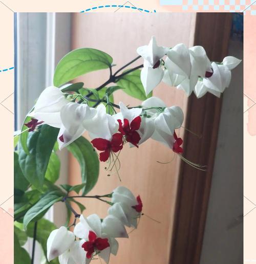 龙吐珠花象征意义是什么？寓意全解析！