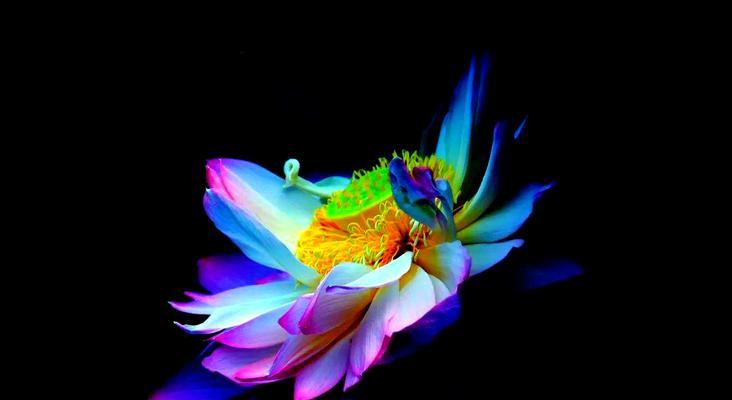 夜花有哪些文化寓意？夜花在不同文化中的象征意义是什么？