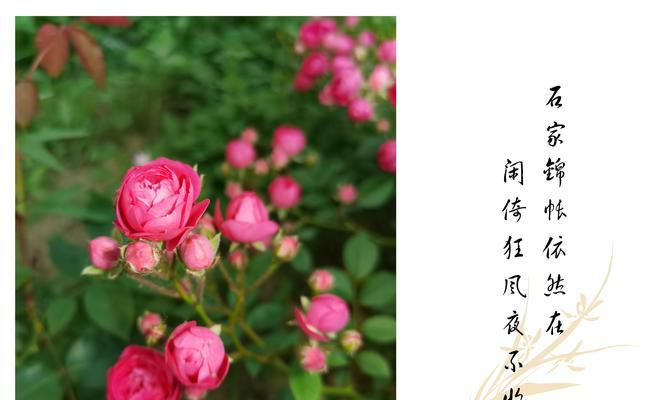 夜花有哪些文化寓意？夜花在不同文化中的象征意义是什么？