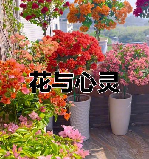 哪些花象征慰藉？