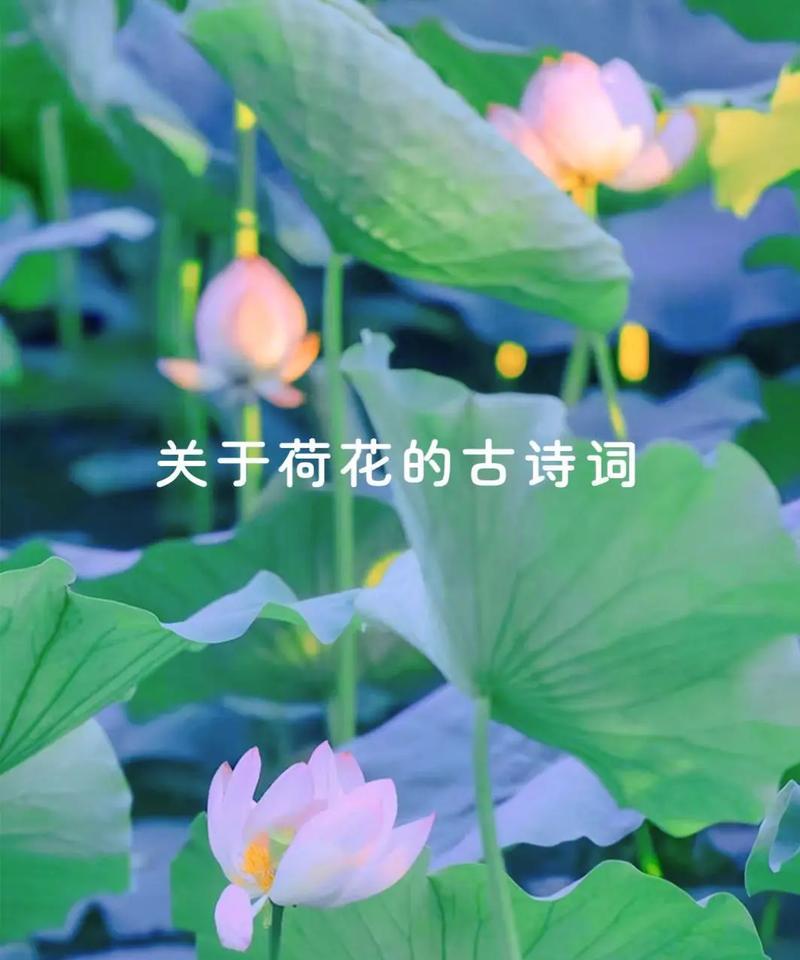 诗词中常用来寓意美好的花有哪些？它们各自代表了什么意义？