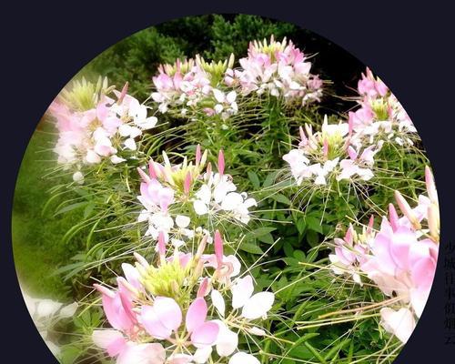 紫树花的花语是什么？紫树花在花语中代表了哪些情感？