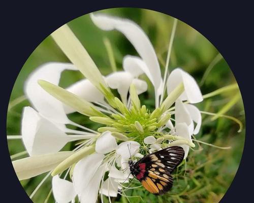 紫树花的花语是什么？紫树花在花语中代表了哪些情感？
