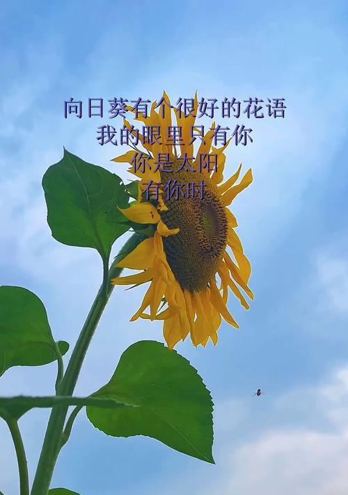 向日葵的花语与意义（向日葵的神奇寓意，让我们共同探索）