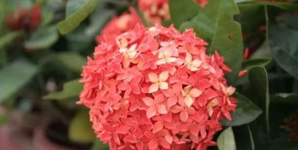 橄榄花的花语与传说（浓情岁月，寓意永恒）