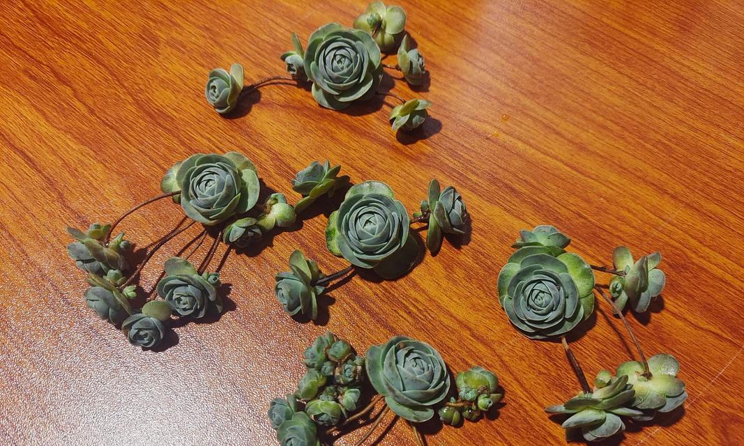 以子持莲华，传递纯洁与美丽（探寻莲花的花语，领悟人生的智慧）