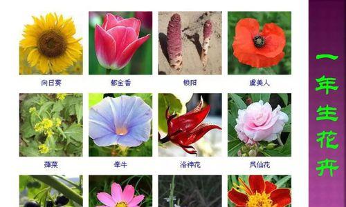 蜀葵花语与象征意义（探寻蜀葵的奇妙寓意与象征）