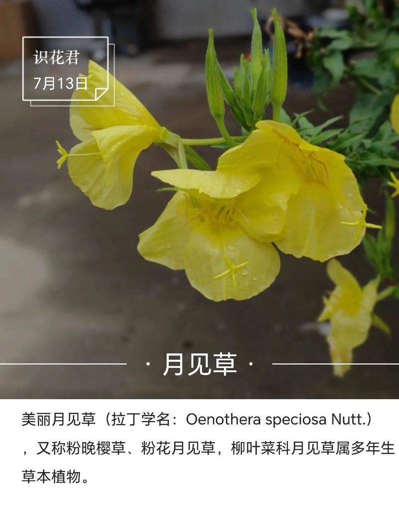 送黄玫瑰的意义与寓意（探寻黄玫瑰的神秘符号与象征意义）