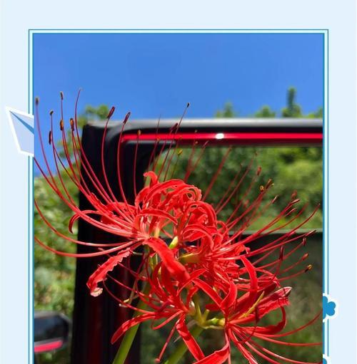 永恒之花——玫瑰的美丽与不朽（探寻玫瑰花的象征意义和文化内涵）