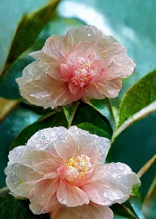 永恒之花——玫瑰的美丽与不朽（探寻玫瑰花的象征意义和文化内涵）