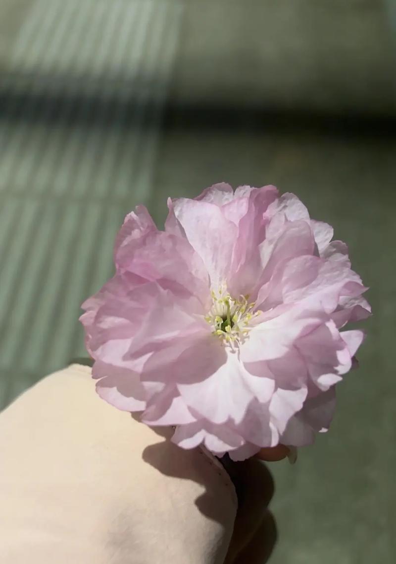 樱花花语与象征意义（赏樱之旅，感受樱花的深刻内涵）