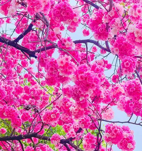 樱花花语与象征意义（赏樱之旅，感受樱花的深刻内涵）